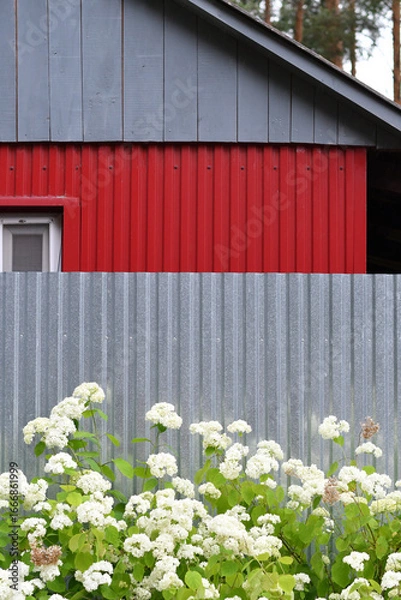 Fototapeta Red and gray barn with blooming white hydrangeas in summer