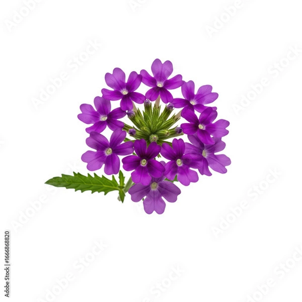 Fototapeta A close up shot of a cluster of purple verbena flowers with a green leaf isolated