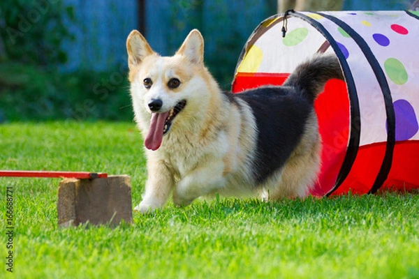 Fototapeta Corgi runs out of the tunnel for agility on the summer lawn
