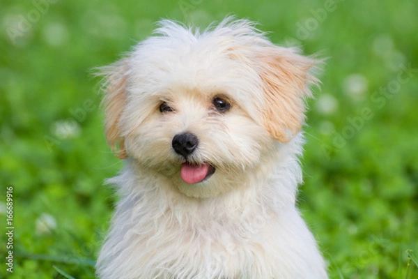 Fototapeta Joyful puppy of a lapdog sits on a summer green meadow