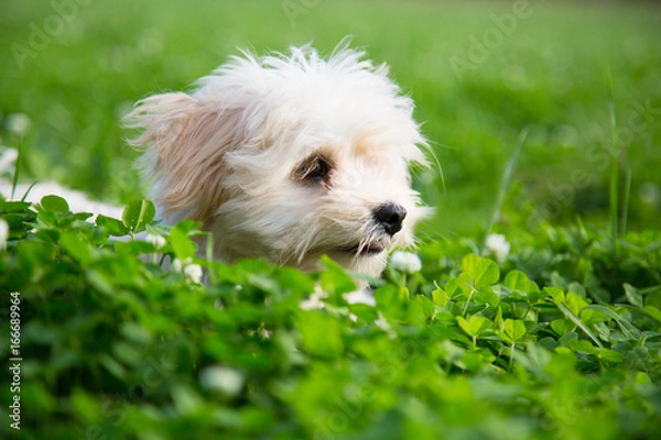 Fototapeta Happy white puppy lapdog peeking out of the green grass in the summer