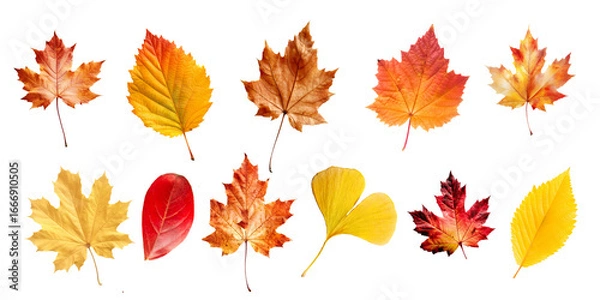 Fototapeta Collection set of many colorful vibrant different kind leaves in autumn, isolated on white or transparent background, fall season, png file