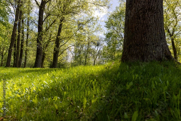 Fototapeta green grass and the first spring foliage on the trees in the park, beautiful spring nature with green vegetation