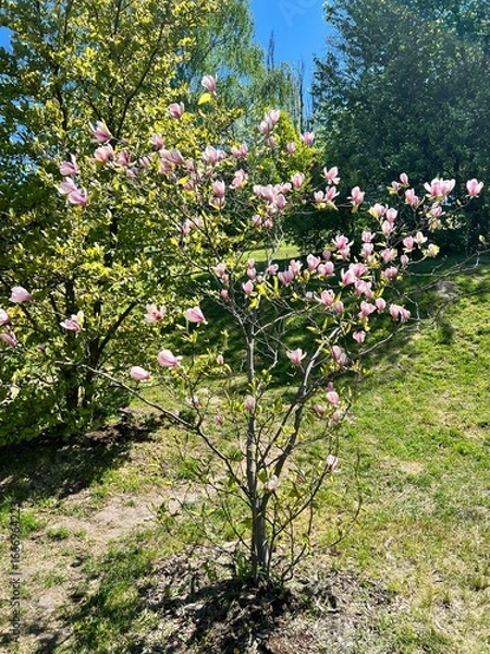 Obraz Blooming magnolia tree with delicate pink flowers in spring garden under bright sunlight and clear sky