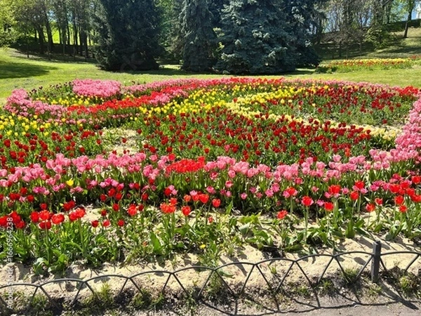 Obraz Vibrant tulip flower bed in full bloom with red pink and yellow blossoms in a landscaped park