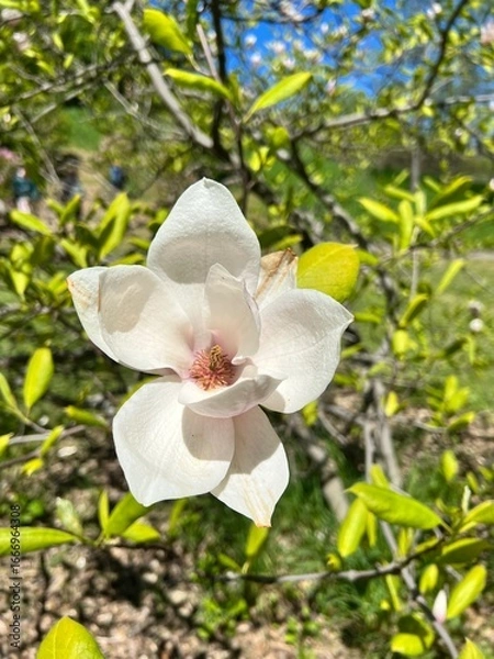 Obraz White magnolia flower in full bloom with fresh green leaves on a sunny spring day in nature