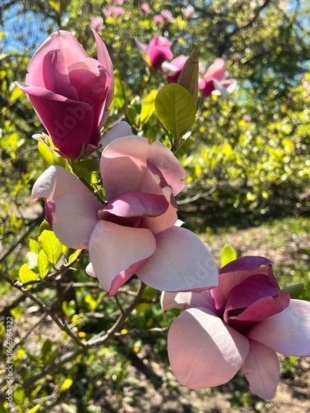 Obraz Beautiful blooming magnolia flowers in shades of pink and purple on a tree branch in spring garden