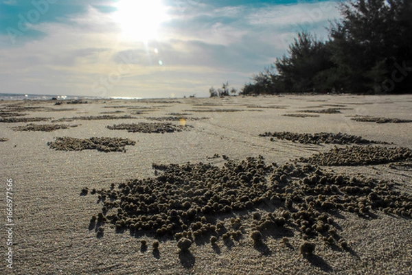 Fototapeta Close-Up of Sand Patterns Created by Sand Bubbler Crabs on a Tropical Beach with Morning Light