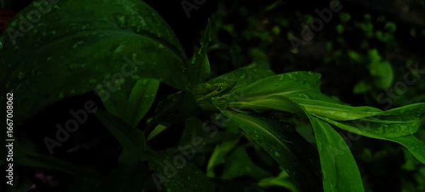 Obraz green leaves in dark background