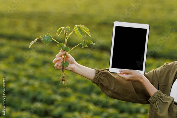 Fototapeta Cropped photo hands of female agronomist holds digital tablet with mockup screen and soya plant in field. Smart farming soybean technology. Modern agribusiness. Quality control growth and development