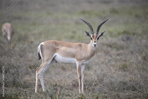 Fototapeta Gazelle