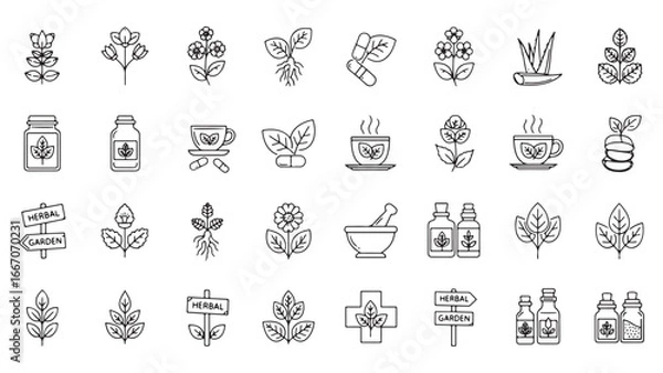 Fototapeta Medicinal herbs line icon set