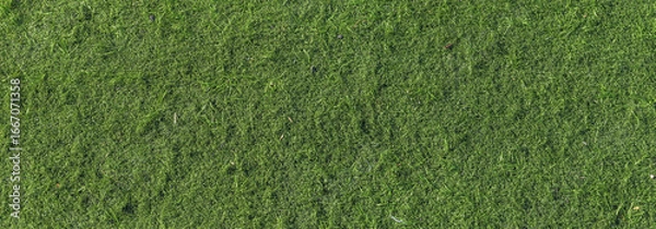 Obraz Natural grass texture with rough surface, panoramic view