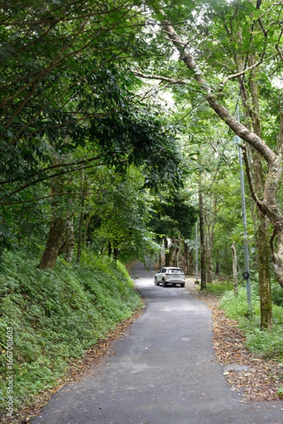 Fototapeta A drive through thick wooded forest