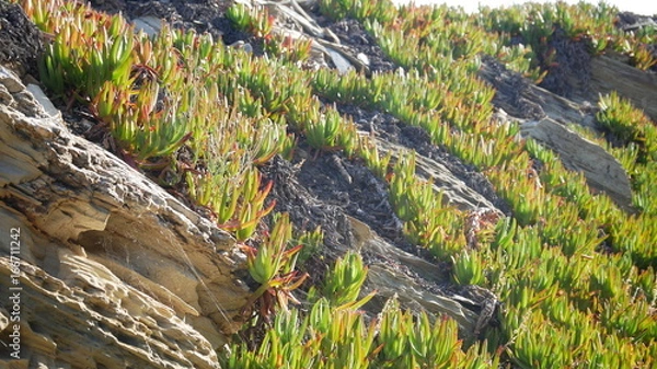 Fototapeta Sea grass