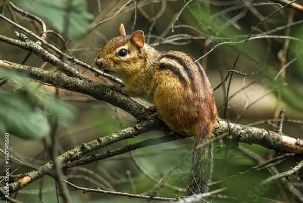 Fototapeta squirrel on the tree