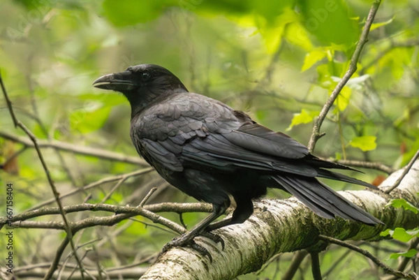 Fototapeta blackbird on a branch