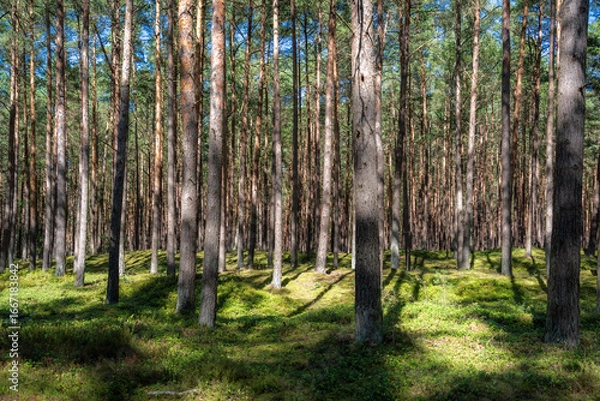 Obraz Light pine forest with straight trunks, sunny patches of light on the forest floor, and dense green vegetation in summer