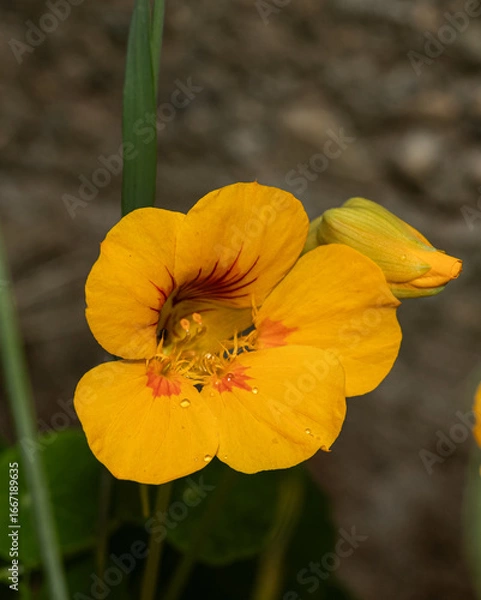 Fototapeta Bright yellow nasturtium in bloom, with a closed bud and delicate raindrops on petals. Captured in soft natural light, perfect for eco-themed design, herbal content, or garden visuals.