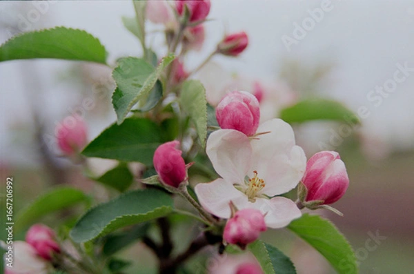 Obraz Apple blossoming