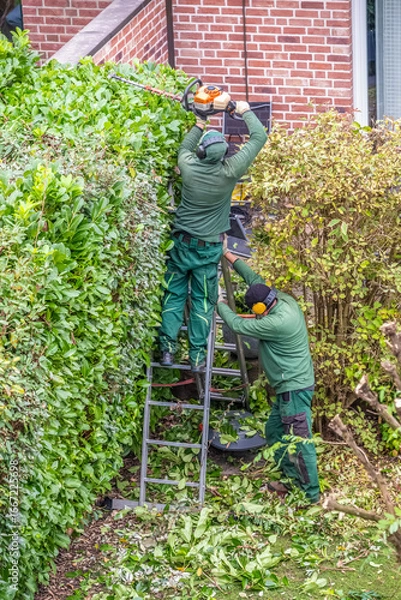 Obraz Gardener trims the hedge with hedge trimmers.