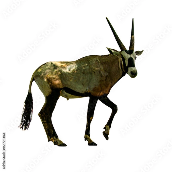 Obraz Arabian Oryx Standing Majestic isolated on a transparent background