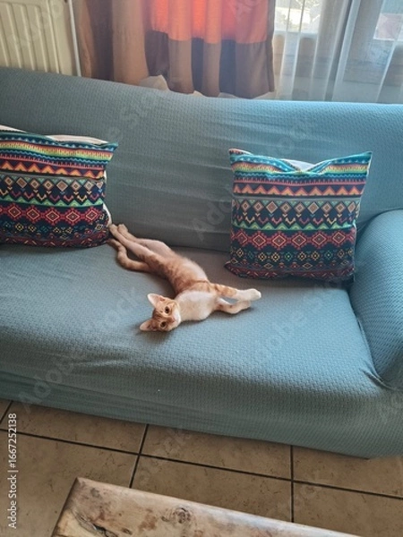 Fototapeta Charming Orange Kitten Relaxing in Mycenae, Greece