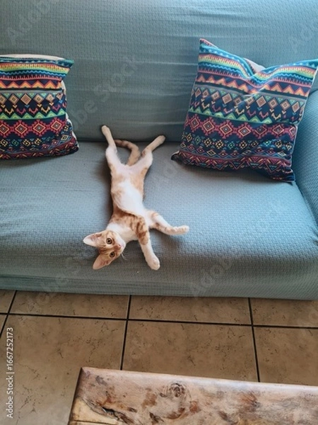 Fototapeta Playful Orange Kitten on a Couch in Mycenae