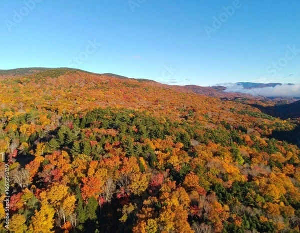 Fototapeta Aerial view of a forest and mountains covered in fall foliage during sunset hours. 