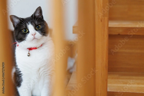 Obraz 隙間から覗く猫