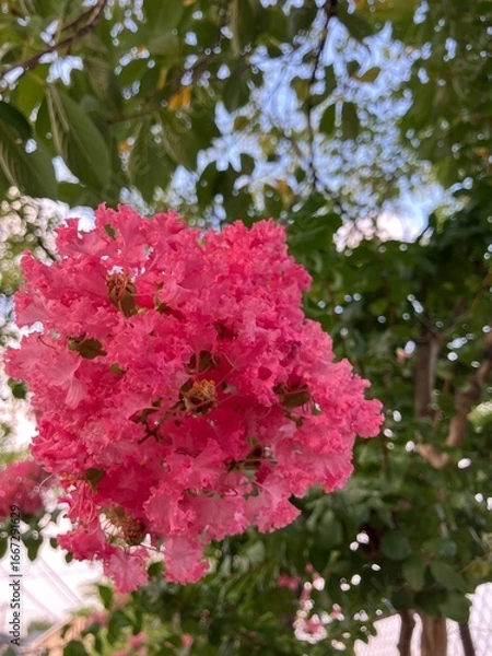 Obraz 満開のサルスベリ