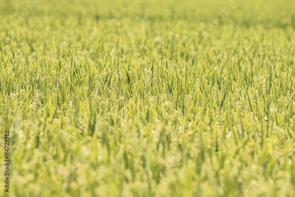 Obraz Rice Fields in the Delta