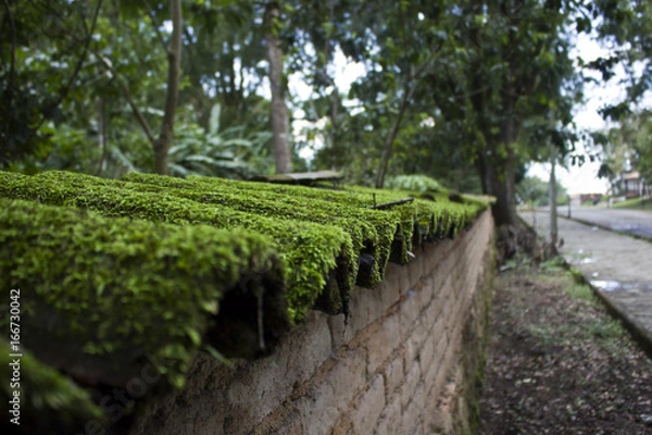 Obraz Moss Covered Wall