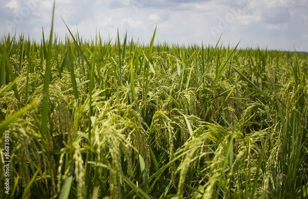 Obraz Rice Fields in the Delta