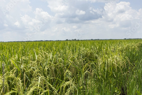 Obraz Rice Fields in the Delta
