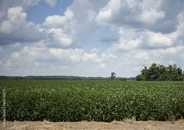 Obraz Soybeans in the Delta