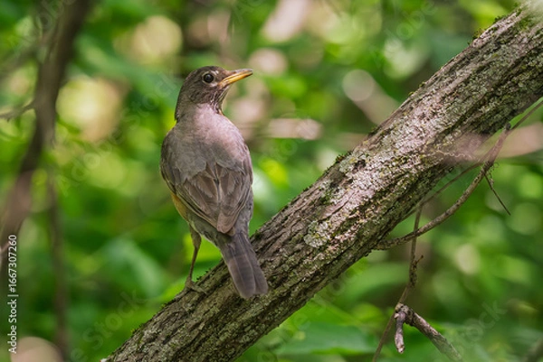 Fototapeta robin on a branch