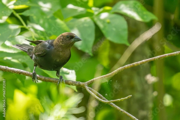 Fototapeta bird on a branch