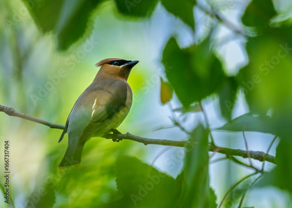 Fototapeta Cedar waxwing on the branch