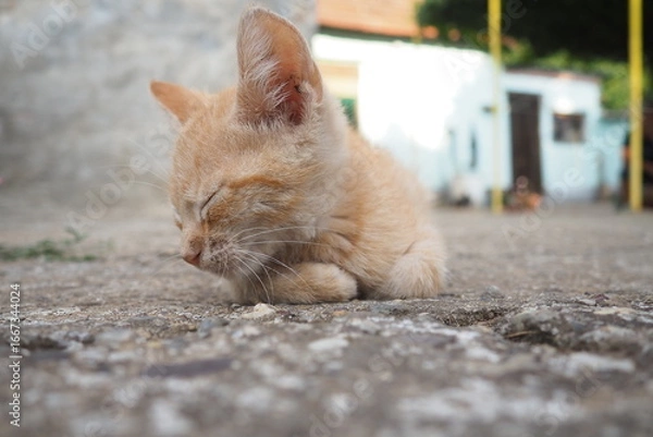 Fototapeta In village yard, a ginger cat dozes among familiar surroundings, basking on warm concrete. A fragile young animal, a pet, rests on a summer day near the house. Red and white stripes on the kitten body
