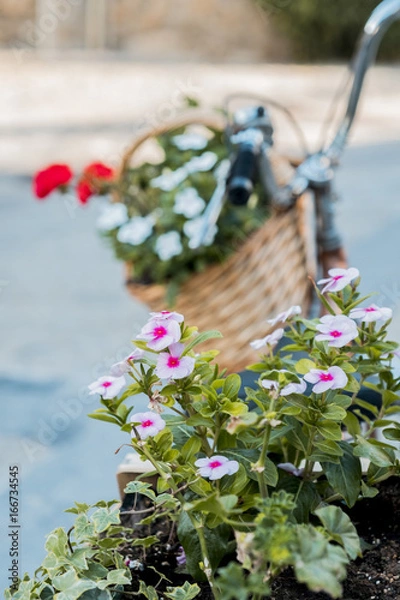Obraz Bicicleta con flores