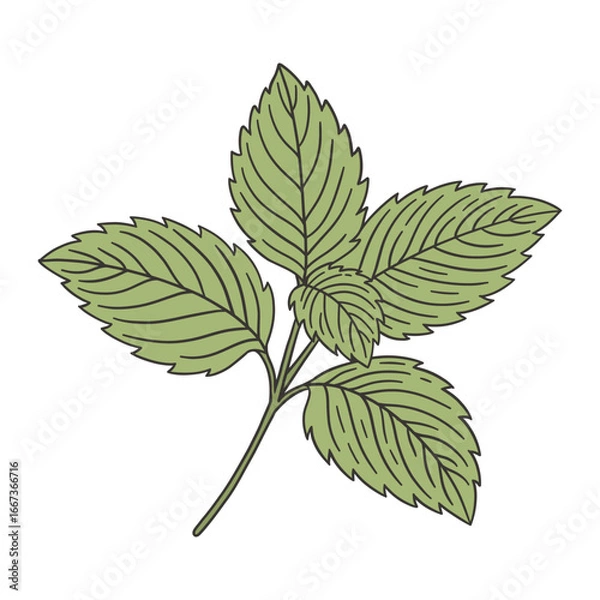 Obraz Hand drawn mint leaf illustration