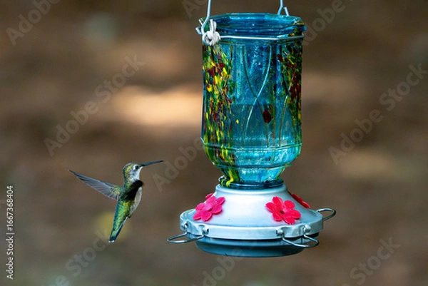 Obraz Hummingbird hovering next to a blue feeder.