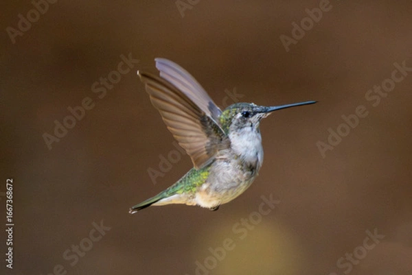 Obraz hummingbird in flight