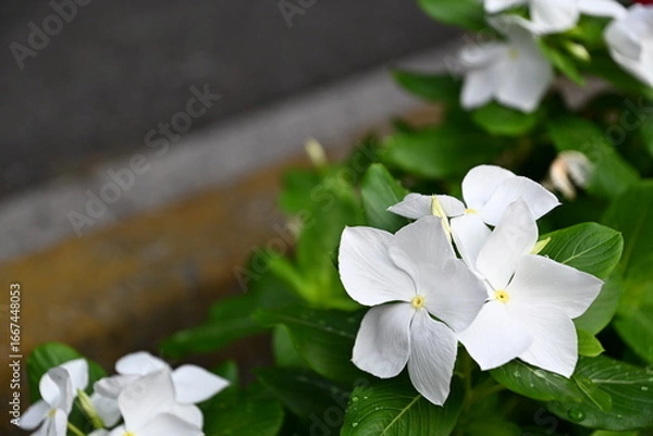 Fototapeta ニチニチソウ