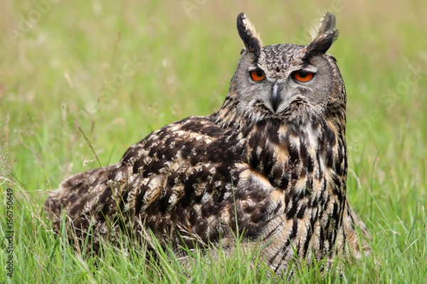 Fototapeta Eurasian eagle-owl