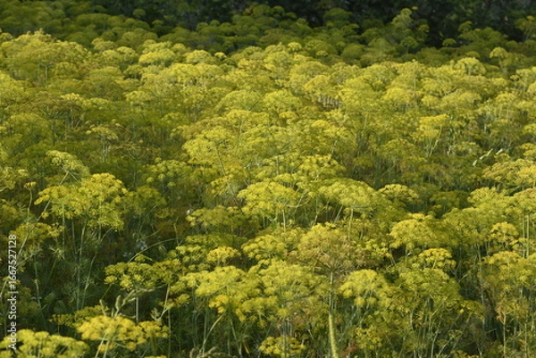 Fototapeta Dill umbrellas. Dill blossom.