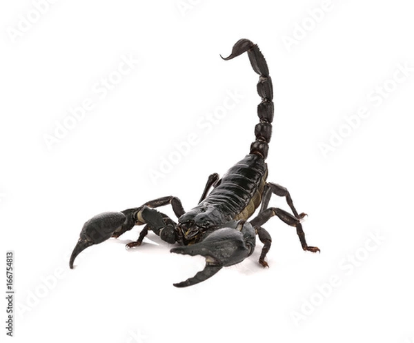 Obraz Skorpion na białym tle