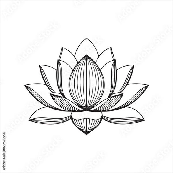 Fototapeta Detailed Lotus Flower Line Drawing – Black and White Botanical Illustration with Symmetrical Petal Layers
