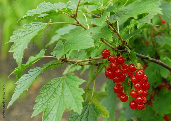 Obraz redcurrant